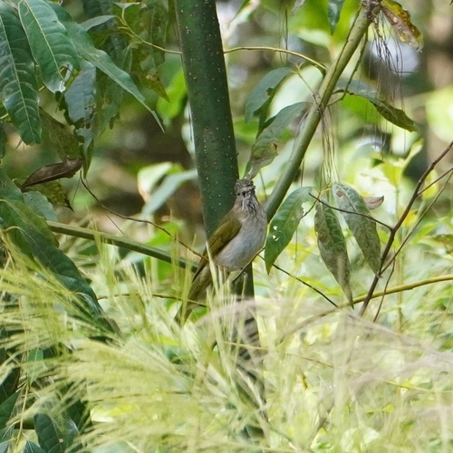 Mountain Bulbul (Ixos mcclellandii), photo 4