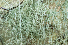 Usnea trichodea
