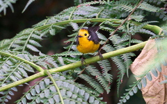 Myioborus ornatus