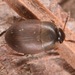 Catopina - Photo (c) skitterbug, algunos derechos reservados (CC BY), subido por skitterbug