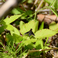 Hemipenthes morioides