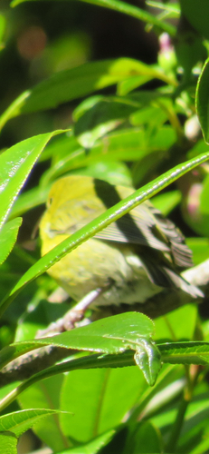 Chlorodrepanis stejnegeri observed 2026-01-20