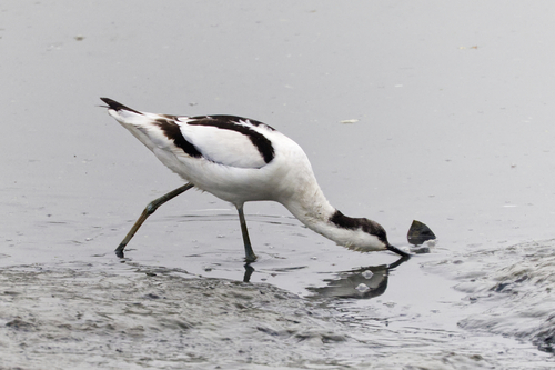 iNaturalist: (c) hokoonwong, some rights reserved (CC BY-NC), uploaded by hokoonwong iNaturalist image