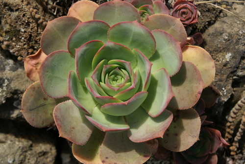 Aeonium hierrense