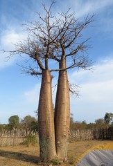 Adansonia