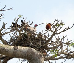 Polyboroides radiatus