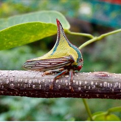 Umbonia crassicornis