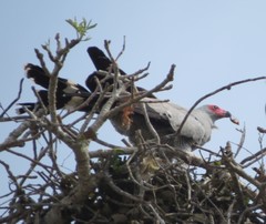 Polyboroides radiatus