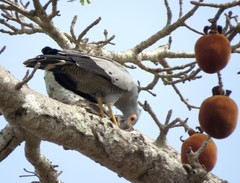 Polyboroides radiatus
