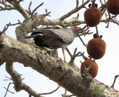 Polyboroides radiatus