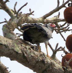 Polyboroides radiatus