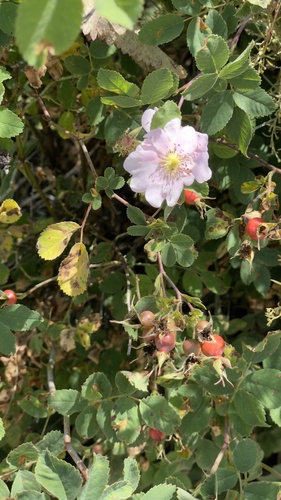 iNaturalist observation photo of California Wild Rose