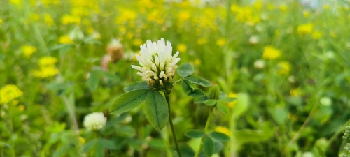 Trifolium alexandrinum, photograph 5