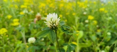 Trifolium alexandrinum, photograph (c) 四角銅鑼, some rights reserved (CC BY)