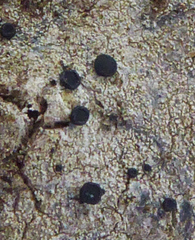Megalaria grossa image