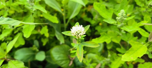 Trifolium alexandrinum, photograph 6