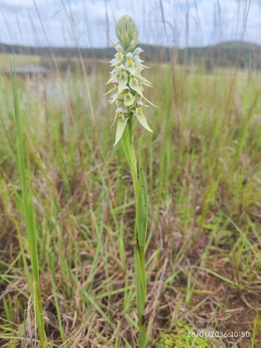 Whitebract Satyre (Satyrium trinerve)