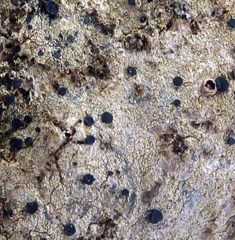 Megalaria grossa image