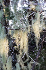 Usnea trichodea