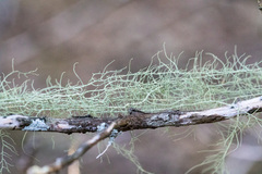 Usnea trichodea