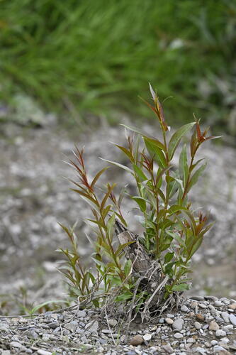 Eastern Crack-Willow (Salix euxina)