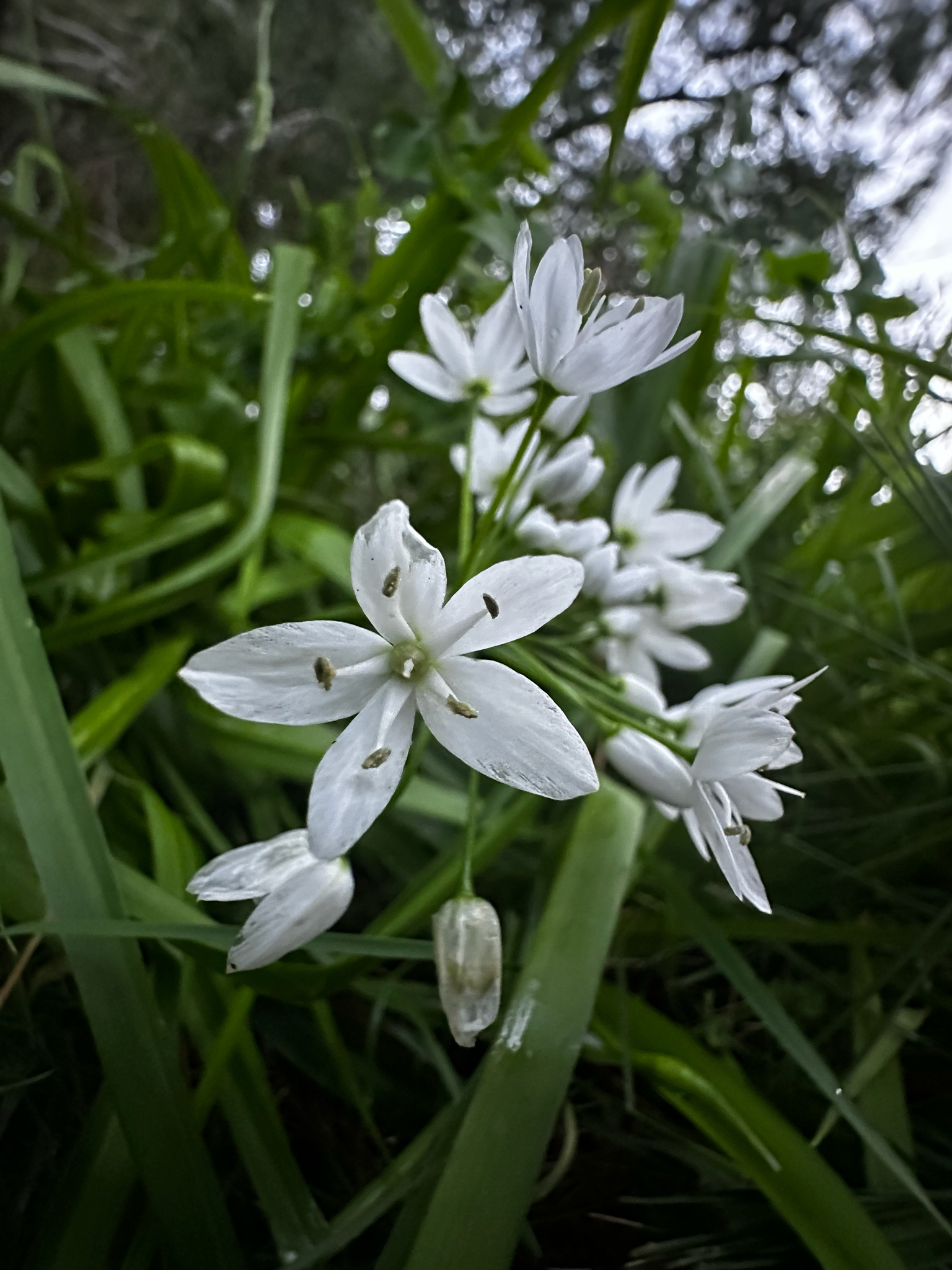Naples garlic
