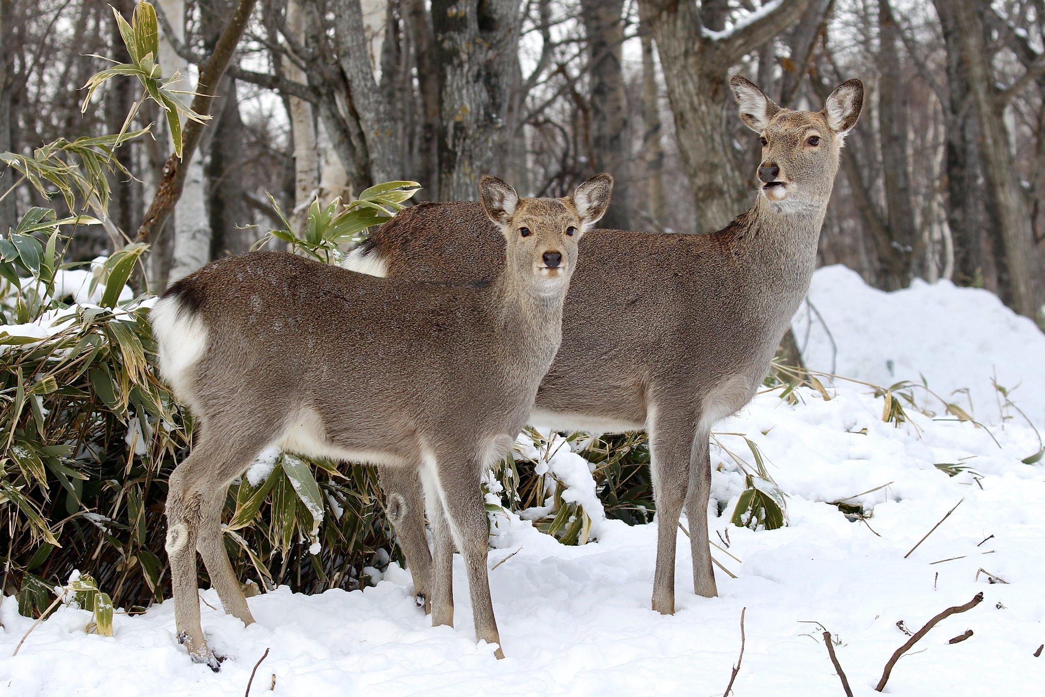 Hokkaido Sika Deer (Subspecies Cervus nippon yesoensis) · iNaturalist