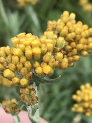 Helichrysum splendidum