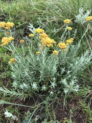 Helichrysum splendidum