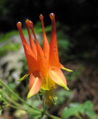 Aquilegia desertorum