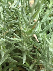 Helichrysum splendidum