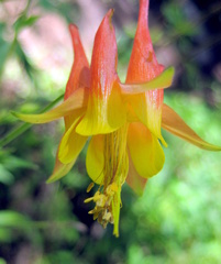 Aquilegia desertorum