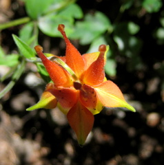 Aquilegia desertorum
