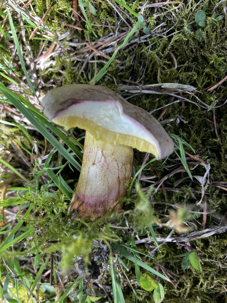 Xerocomellus cisalpinus · January 2026 · photo: © mikoikoi (iNaturalist, cc0)