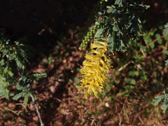 Prosopis palmeri