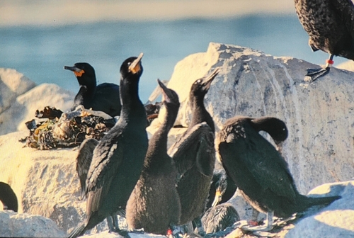 iNaturalist: (c) Eric Wille, some rights reserved (CC BY-NC), uploaded by Eric Wille iNaturalist image