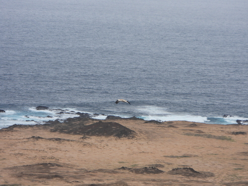 Egyptian Vulture (Neophron percnopterus), photo 1