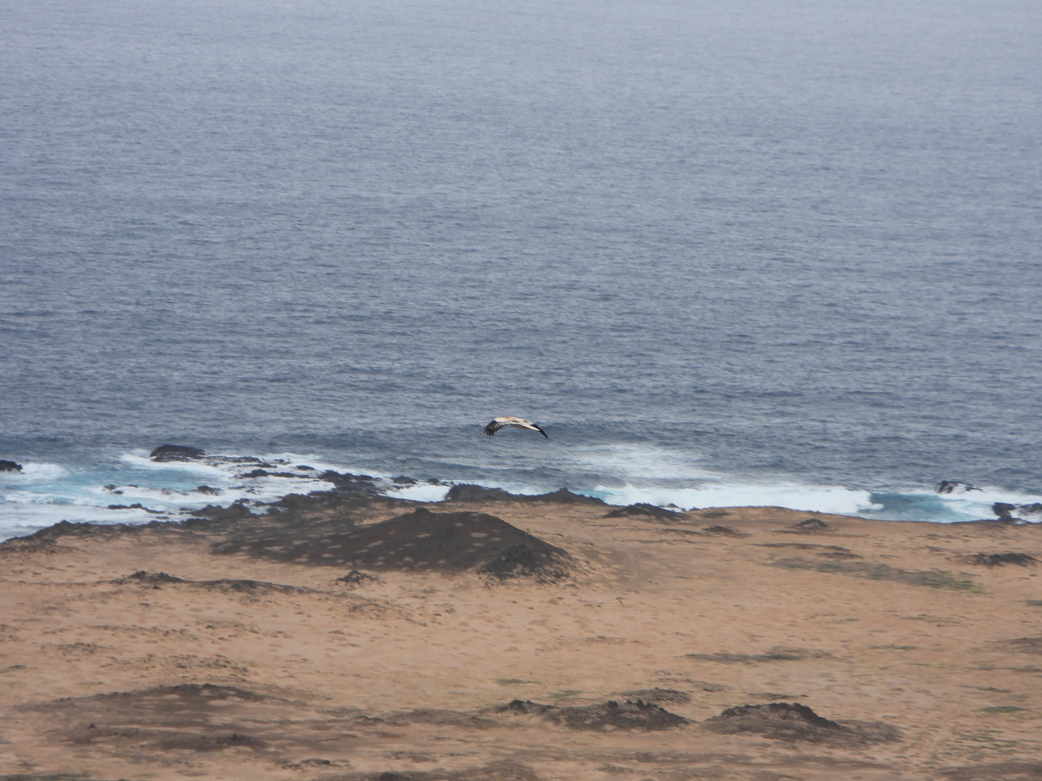 Egyptian Vulture (Neophron percnopterus), photo 1