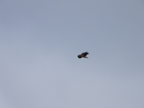 Egyptian Vulture (Neophron percnopterus), photo 2
