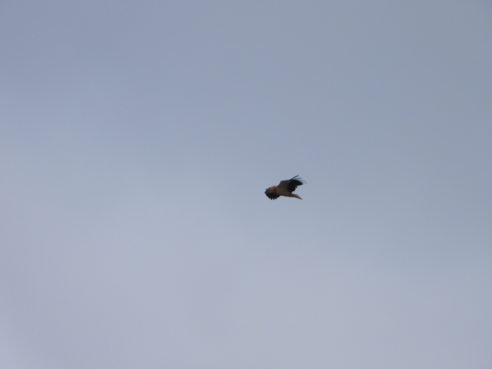 Egyptian Vulture (Neophron percnopterus), photo 2