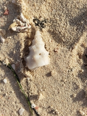 Triplofusus giganteus