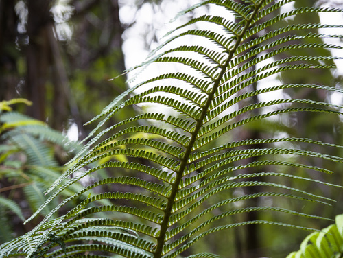 Sadleria cyatheoides observed 2026-01-26