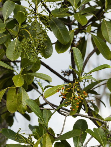 Psychotria hawaiiensis observed 2026-01-26