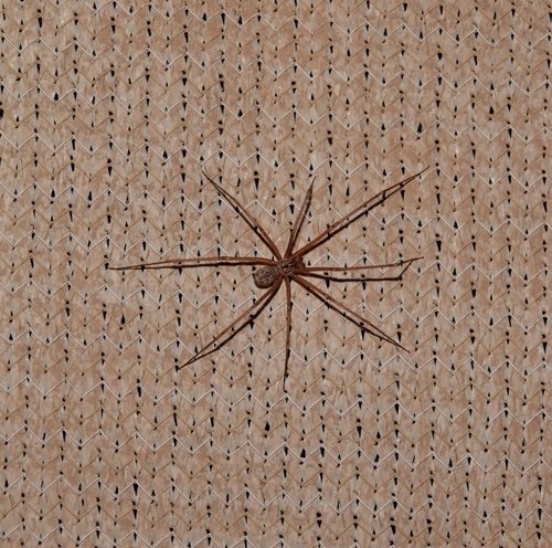 Artema doriae