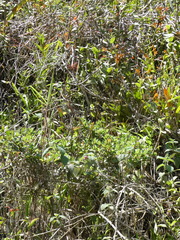 Epidendrum geminiochraceum