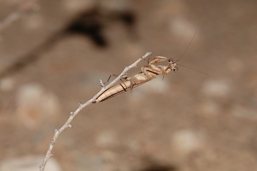 Microthespis dmitriewi