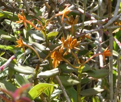 Epidendrum geminiochraceum