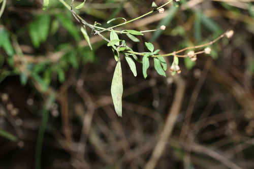 Prostanthera ovalifolia, photograph 3