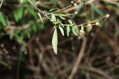 Prostanthera ovalifolia, photograph (c) Greg Tasney, some rights reserved (CC BY-SA)