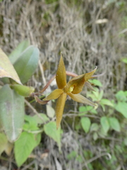Epidendrum geminiochraceum